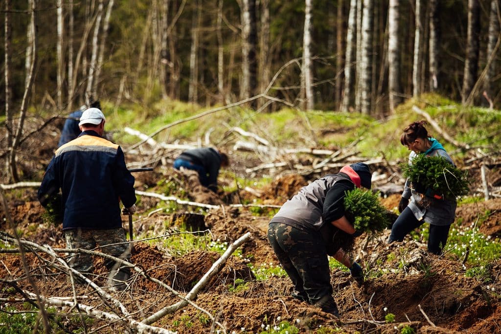 uniformed workers manually sow small tree seedlings into the ground reforestation works after cutting down trees coniferous forest grown by man Eco-Friendly Wood Product Manufacturing