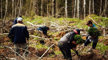 uniformed workers manually sow small tree seedlings into the ground reforestation works after cutting down trees coniferous forest grown by man Eco-Friendly Wood Product Manufacturing