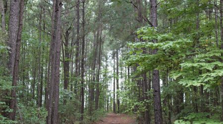 2025 05 08 ROM Q3 Blog 1 Featured Image Path through a sustainably managed pine forest representing RoyOMartin’s commitment to housing affordability through responsible forestry practices.