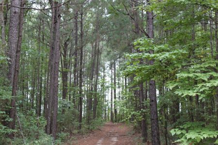 Path through a sustainably managed pine forest representing RoyOMartin’s commitment to housing affordability through responsible forestry practices.