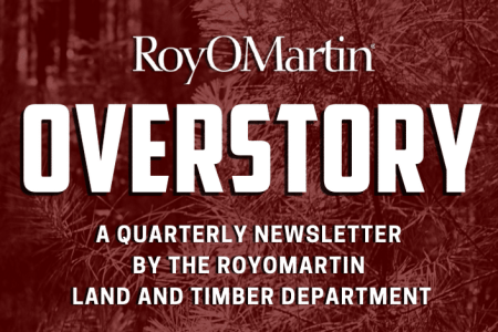 Overstory thumbnail website e1687278417721